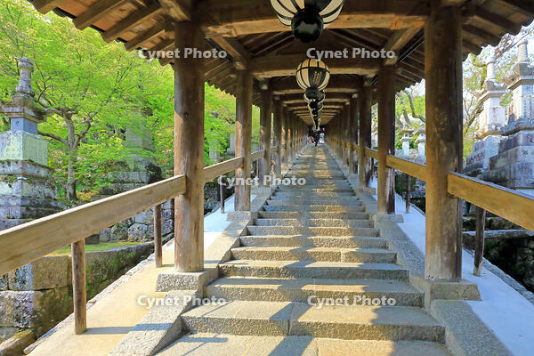 奈良県　長谷寺の登廊 [HMA110003424]
