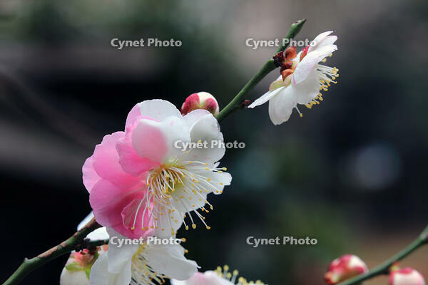 源平咲きの梅の花 [HMA110003758]