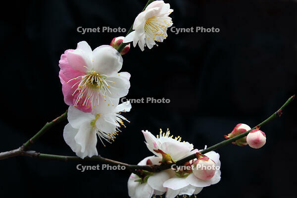 源平咲きの梅の花 [HMA110003759]