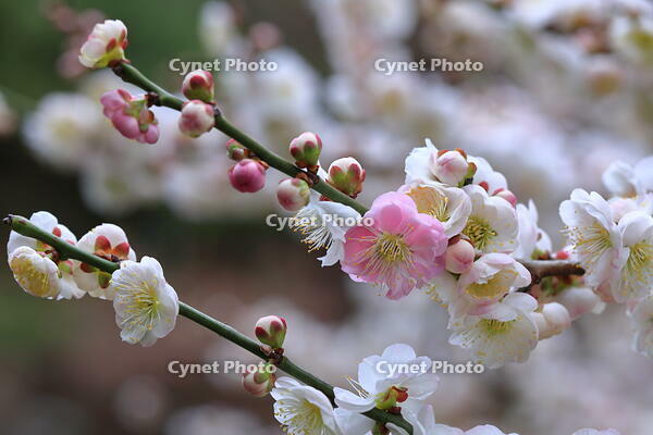源平咲きの梅の花 [HMA110003760]