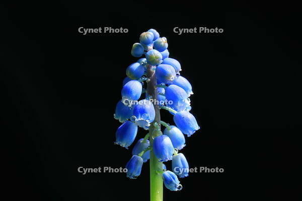 ムスカリの花と水滴 [HMA110004086]
