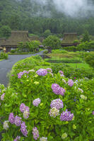 アジサイの花咲く美山かやぶきの里 [SNO110019334]