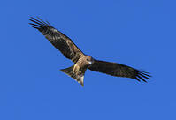 獲物を狙うトビ [SNO110019462]