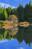 秋の平池のリフレクション [SNO110019476]
