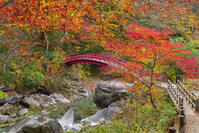 夕森公園　紅葉のもみじ橋と川上川 [SNO110019522]