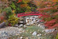 夕森公園　紅葉のもみじ橋と川上川 [SNO110019524]