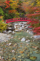 夕森公園　紅葉のもみじ橋と川上川 [SNO110019525]