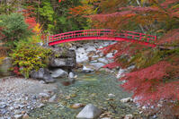 夕森公園　紅葉のもみじ橋と川上川 [SNO110019526]