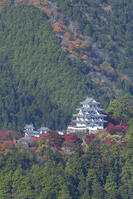 紅葉の郡上八幡城 [SNO110019535]