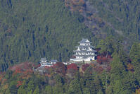 紅葉の郡上八幡城 [SNO110019538]