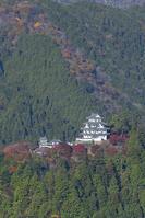 紅葉の郡上八幡城 [SNO110019540]