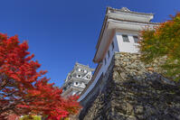 紅葉の郡上八幡城 [SNO110019543]