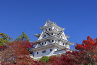 紅葉の郡上八幡城 [SNO110019544]