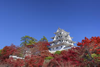 紅葉の郡上八幡城 [SNO110019546]