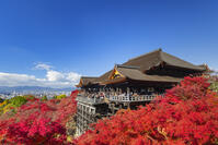 紅葉の清水寺本堂と青空 [SNO110019547]