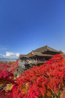 紅葉の清水寺本堂と青空 [SNO110019549]