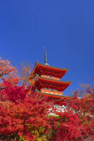 紅葉の清水寺三重塔と青空 [SNO110019550]