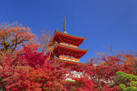 紅葉の清水寺三重塔と青空 [SNO110019551]