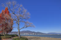 秋の琵琶湖と比叡山とメタセコイア [SNO110019573]