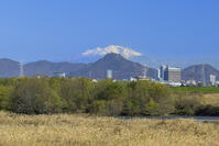 岐阜城と雪の御嶽山と岐阜県庁 [SNO110019587]