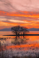 琵琶湖の夕景と竹生島 [SNO110019596]