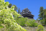 ヒトツバタゴの花咲く松江城と青空 [SNO110020020]