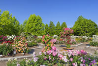 彦根市庄堺公園のバラ園 [SNO110020054]