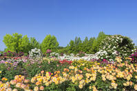 彦根市庄堺公園のバラ園 [SNO110020059]