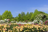 彦根市庄堺公園のバラ園 [SNO110020061]