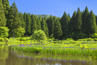 平池のカキツバタ群生地と青空 [SNO110020062]