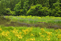サワオグルマ咲く平池のカキツバタ群生地 [SNO110020063]
