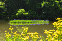 サワオグルマ咲く平池のカキツバタ群生地 [SNO110020072]
