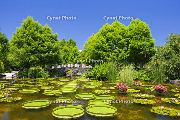 草津市立水生植物公園みずの森 [SNO110017283]