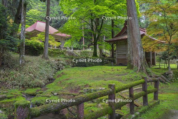 新緑の金勝寺（こんしょうじ） [SNO110019298]