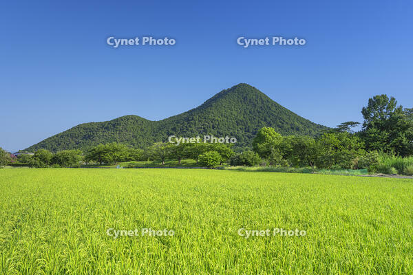 夏の近江富士 [SNO110019376]