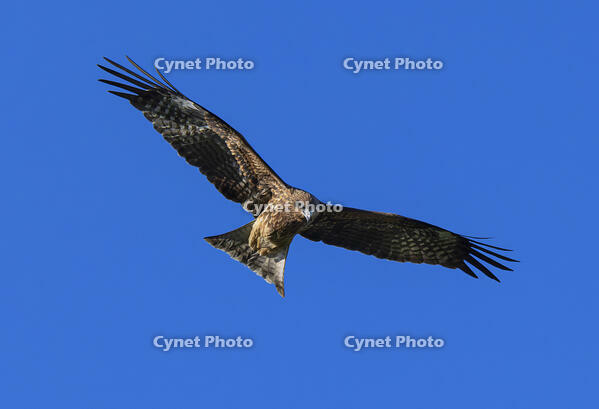 獲物を狙うトビ [SNO110019462]