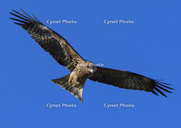 獲物を狙うトビ [SNO110019463]