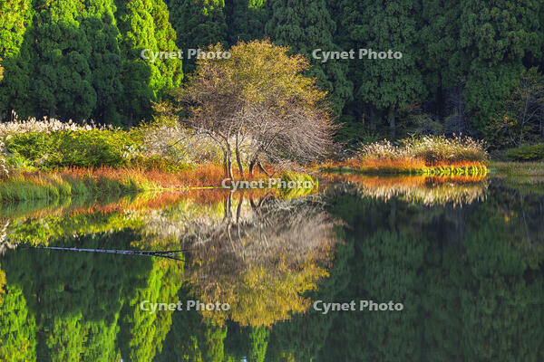 秋の平池のリフレクション [SNO110019475]