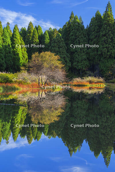 秋の平池のリフレクション [SNO110019476]