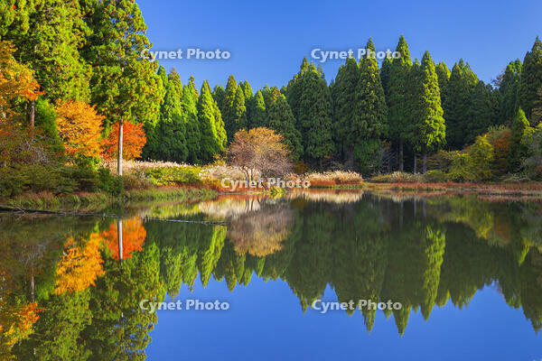 秋の平池のリフレクション [SNO110019481]