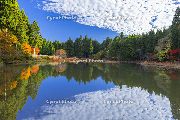 秋の平池のリフレクション [SNO110019482]