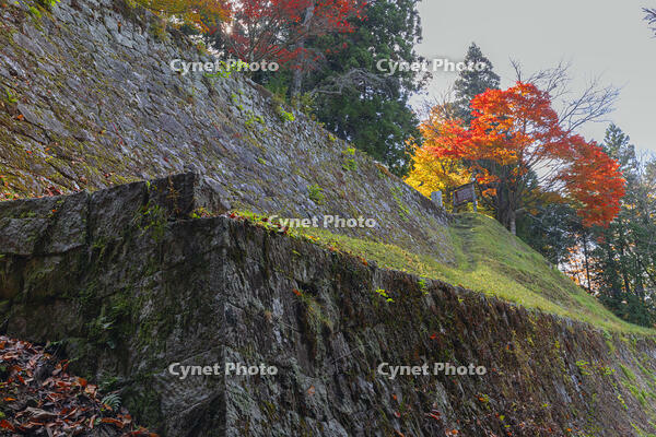紅葉の岩村城跡 [SNO110019507]