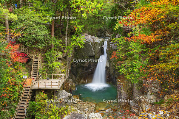 紅葉の竜神の滝 [SNO110019516]