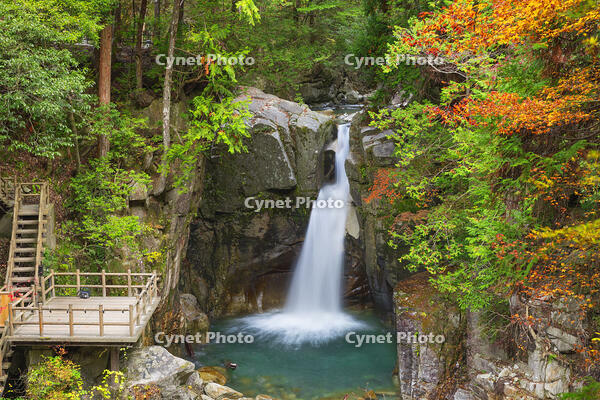 紅葉の竜神の滝 [SNO110019517]