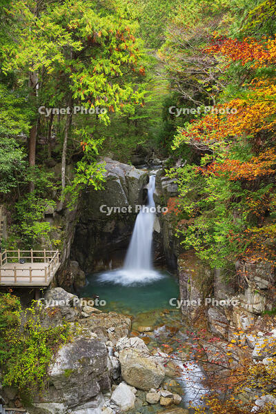 紅葉の竜神の滝 [SNO110019519]