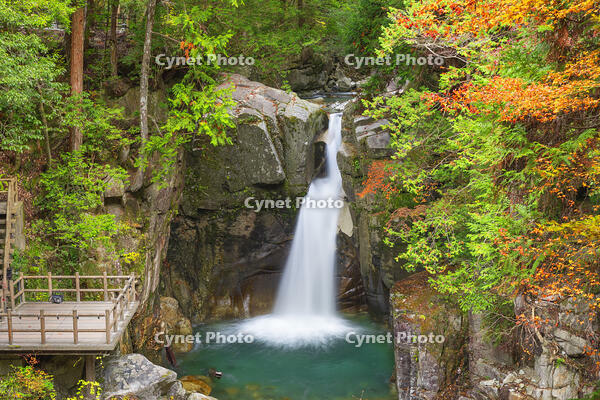 紅葉の竜神の滝 [SNO110019521]