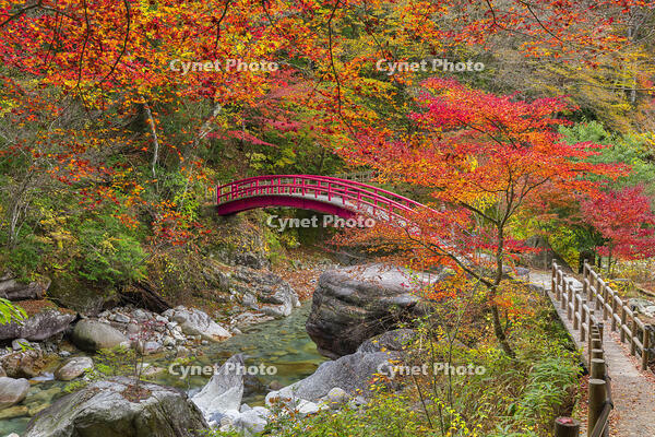 夕森公園　紅葉のもみじ橋と川上川 [SNO110019522]