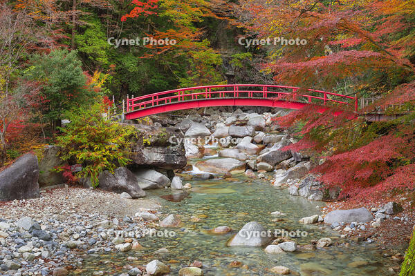 夕森公園　紅葉のもみじ橋と川上川 [SNO110019524]