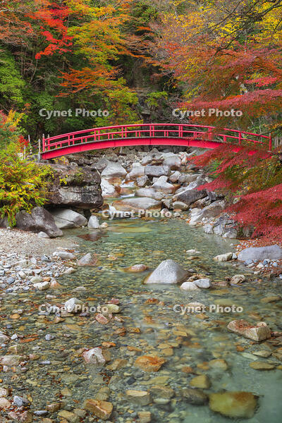 夕森公園　紅葉のもみじ橋と川上川 [SNO110019525]