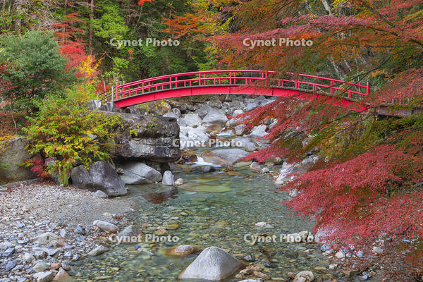 夕森公園　紅葉のもみじ橋と川上川 [SNO110019526]